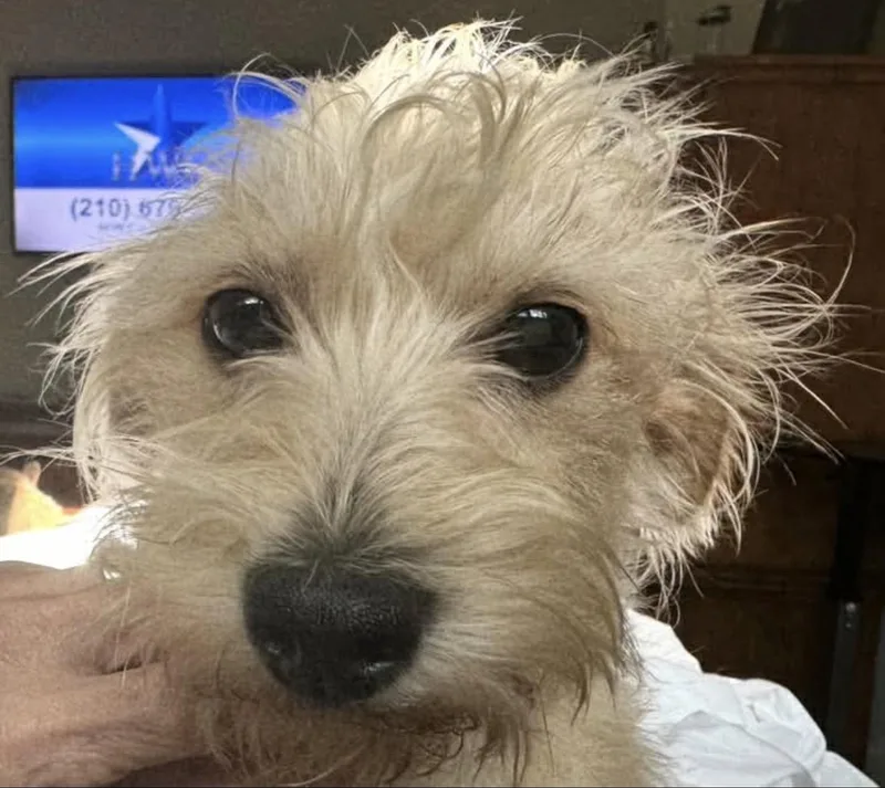 Alfie thumbnail 2