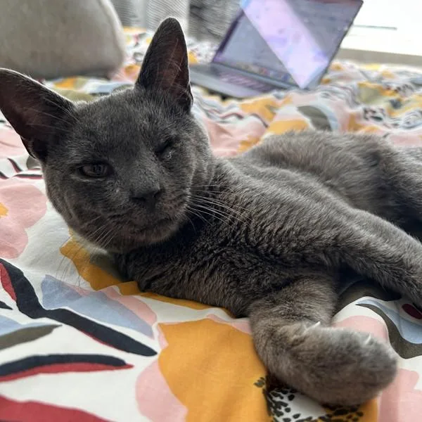 A young small-sized male Domestic Short Hair cat named Ibiza for adoption in Oakland, CA