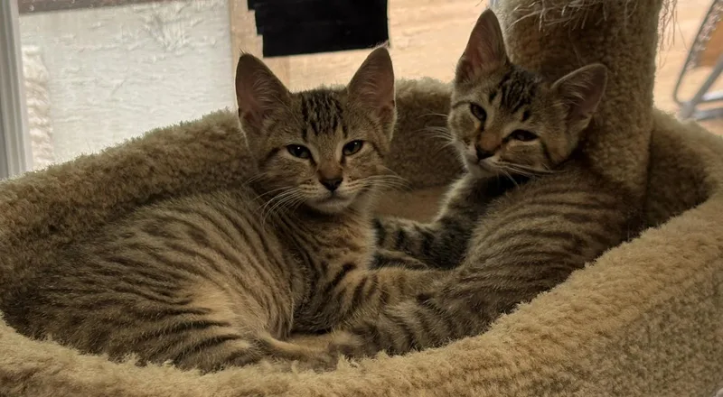 A baby small-sized male Tabby (Brown / Chocolate) Domestic Short Hair cat named Moonbeam & Groovy for adoption in Nashville, TN