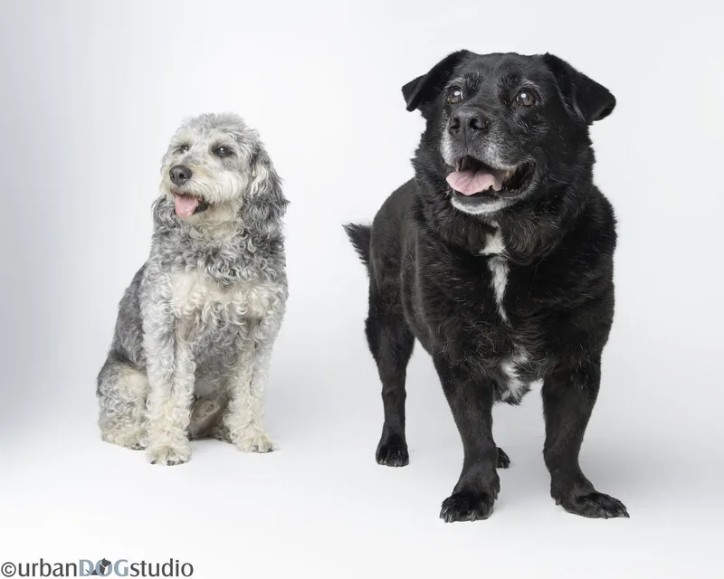 Bonded Pair  Cooper