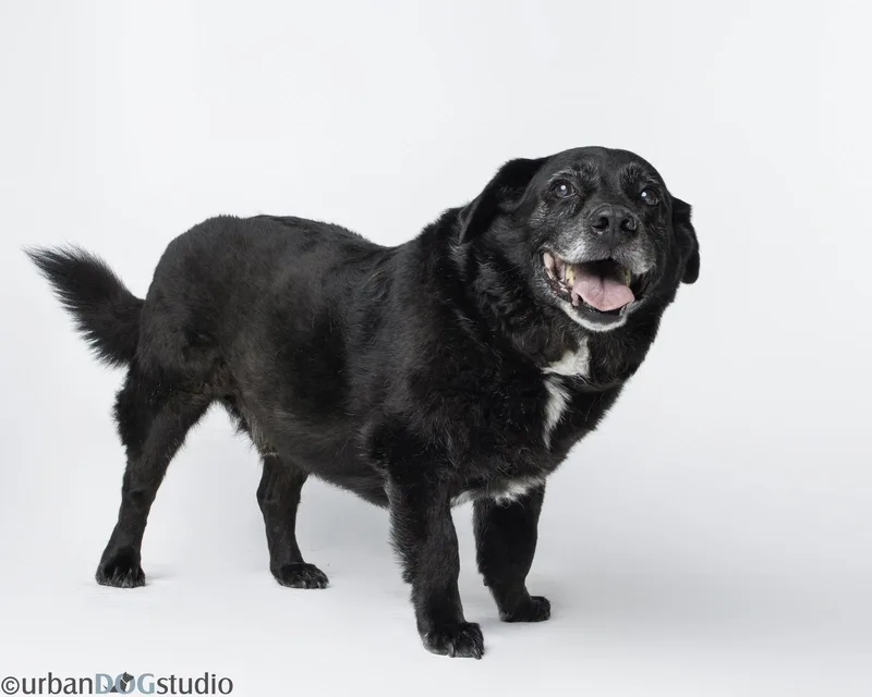 Bonded Pair  Cooper thumbnail 3