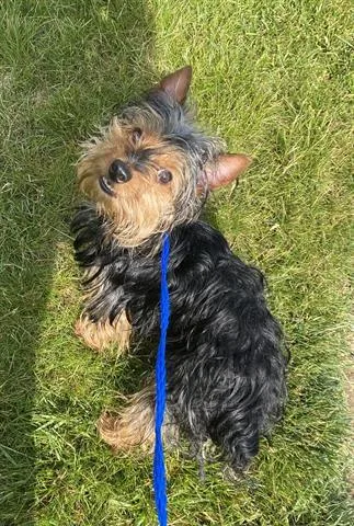 An adult small-sized male Yorkshire Terrier dog named Emerald for adoption in Dayton, OH