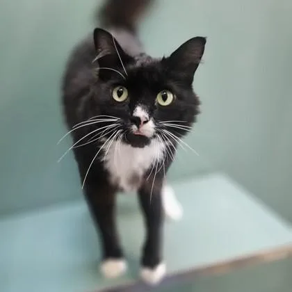 An adult medium-sized male Black & White / Tuxedo Domestic Medium Hair cat named Thermal for adoption in Santa Cruz, CA