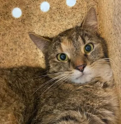 An adult medium-sized female Domestic Short Hair cat named Mariana Trench for adoption in Lafayette, IN