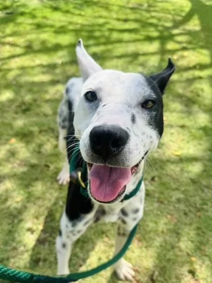 An adult medium-sized male Terrier dog named Quincy for adoption in Honolulu, HI