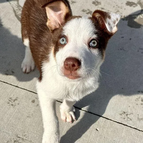 A baby small-sized male Brown / Chocolate Australian Shepherd dog named Declan for adoption in Matteson, IL