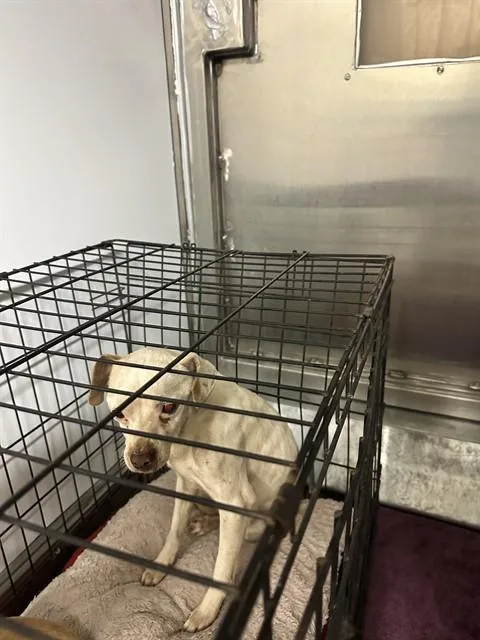 An adult small-sized male Chihuahua dog named Orange for adoption in San Jose, CA