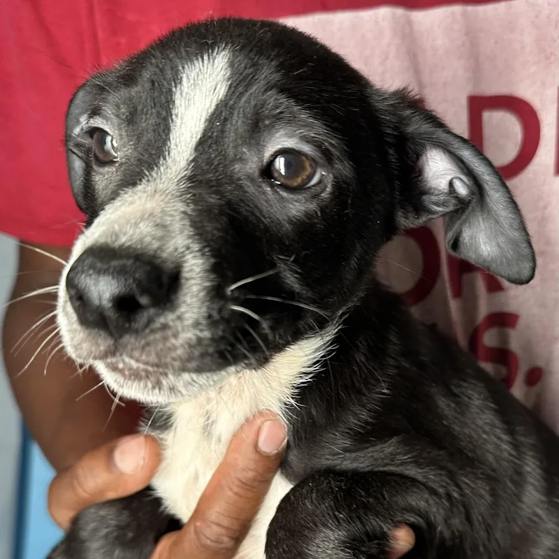 Jimbo  Local April thumbnail 2