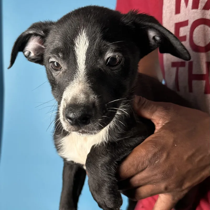 Jimbo  Local April thumbnail 3