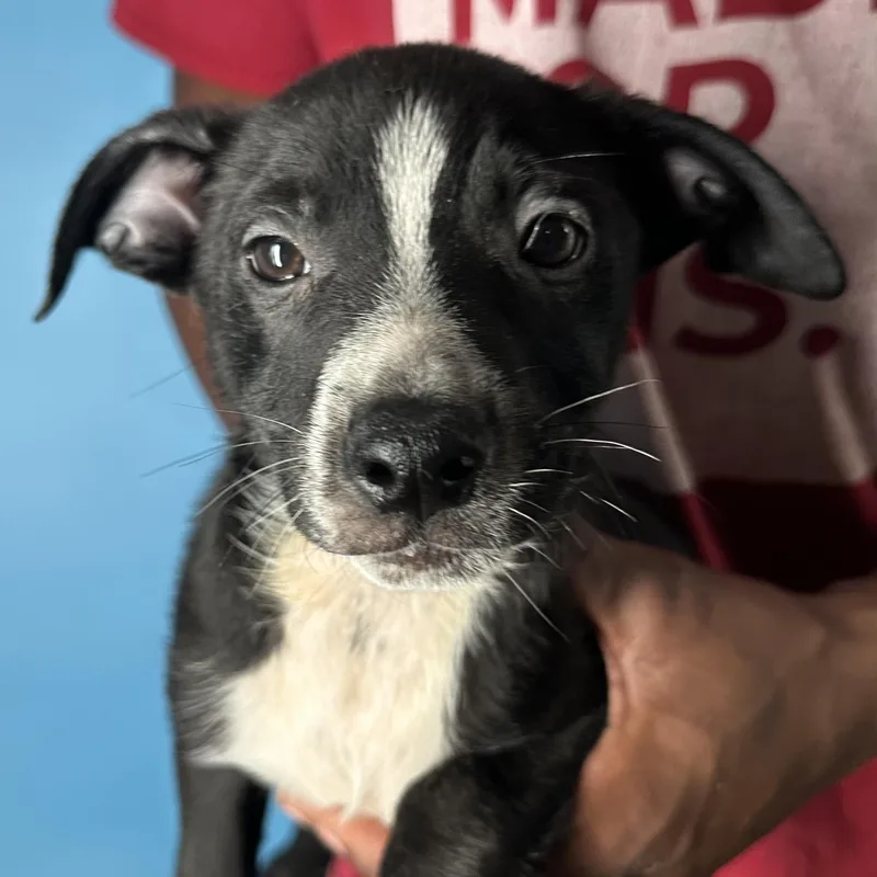 Jimbo  Local April thumbnail 4