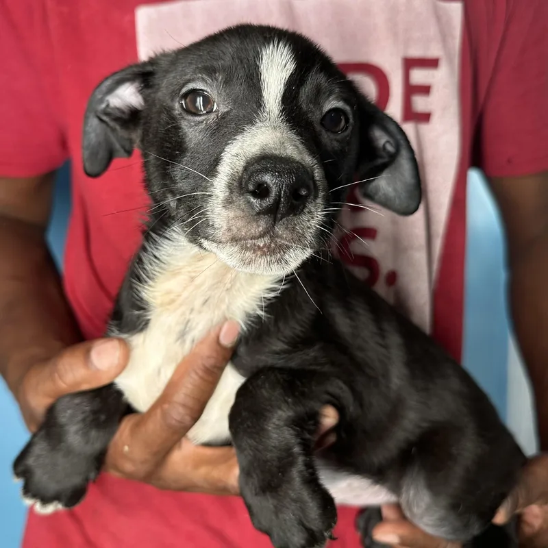 Jimbo  Local April thumbnail 5