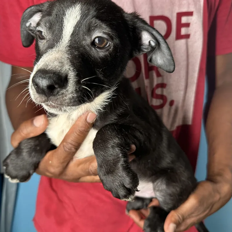 Jimbo  Local April thumbnail 6