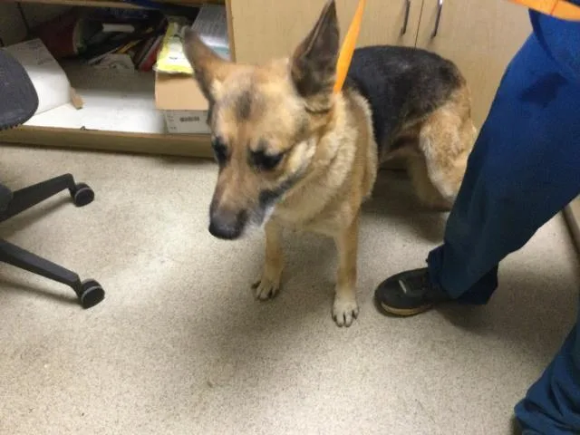 An adult large-sized male German Shepherd Dog dog named Jose for adoption in Riverside, CA