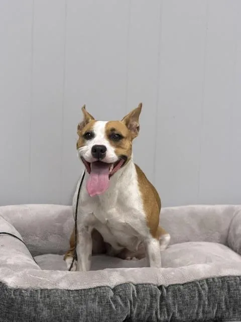 An adult medium-sized female Pit Bull Terrier dog named Sadie for adoption in Bryan, OH