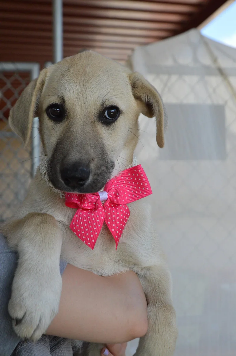 A baby large-sized female Labrador Retriever dog named Dottie for adoption in McKinney, TX