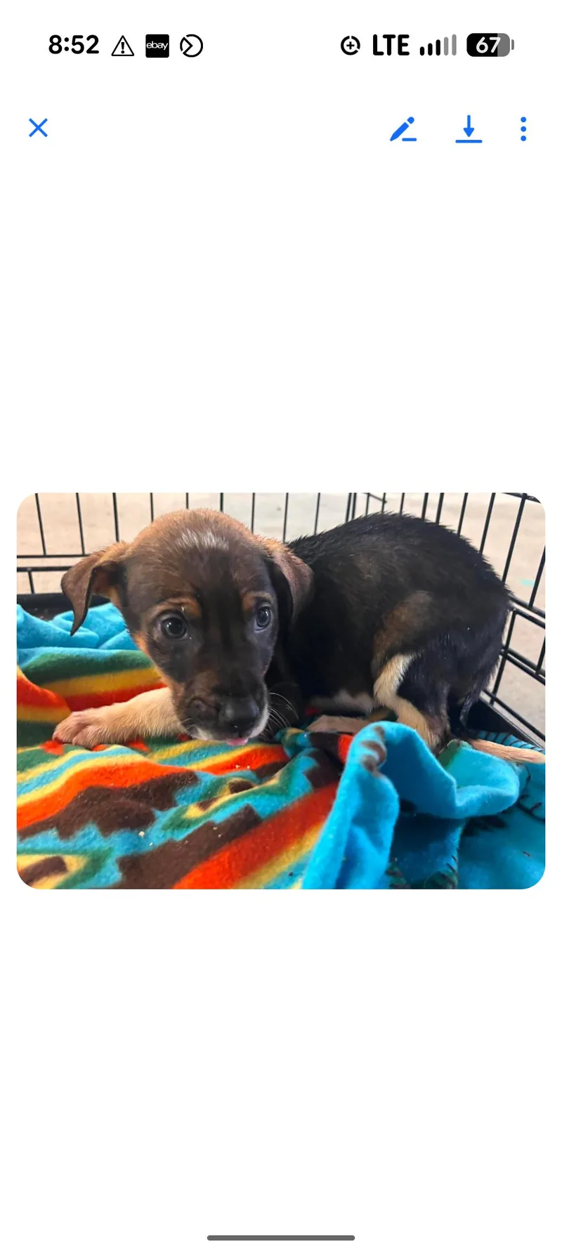A baby medium-sized male Tricolor (Brown, Black, & White) Beagle dog named Drew for adoption in Browns Mills, NJ