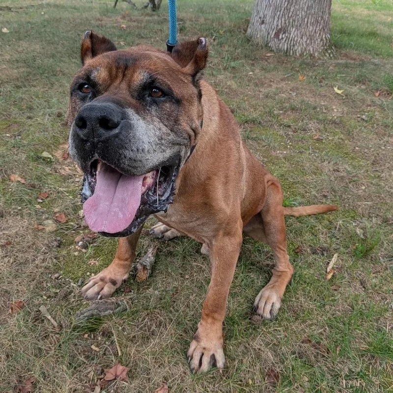 A senior large-sized male Cane Corso dog named Benson for adoption in manchester, PA