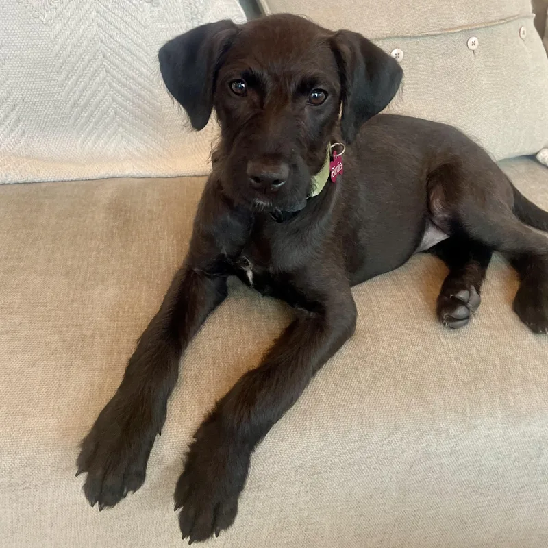 A young medium-sized female Black Schnauzer dog named Birdie for adoption in Myrtle Beach, SC