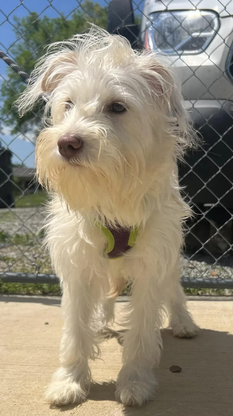 A baby small-sized female Yellow / Tan / Blond / Fawn Terrier dog named Chloe for adoption