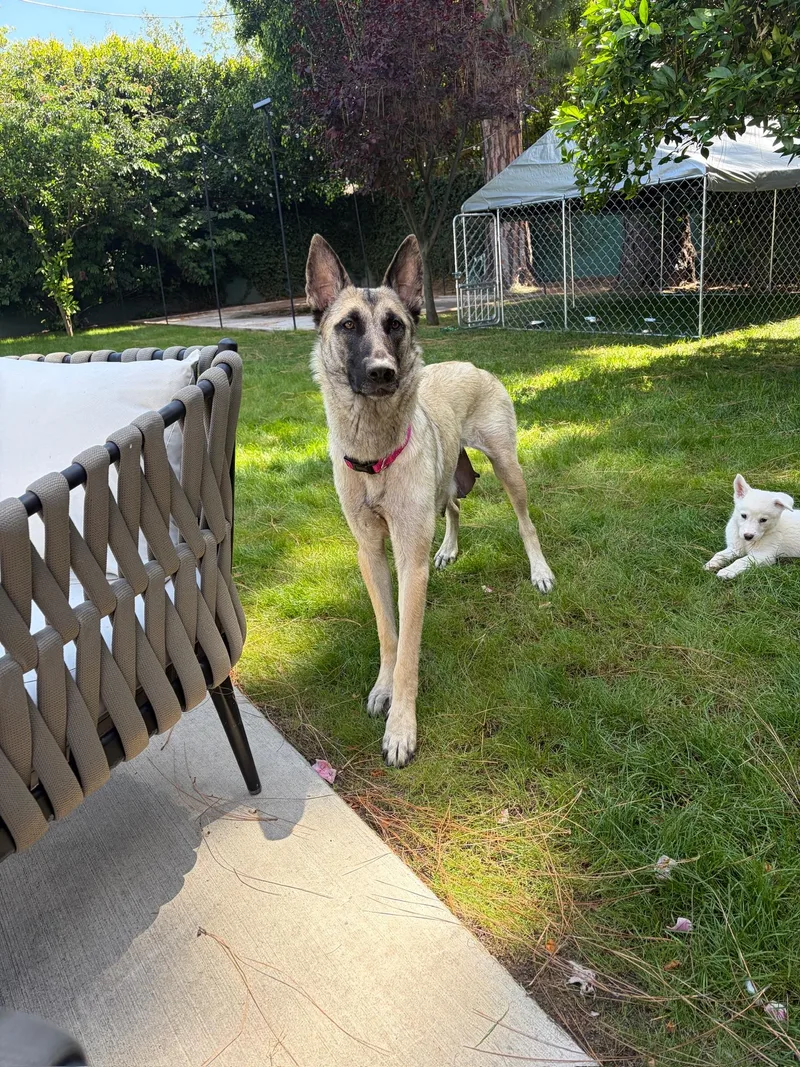 A young medium-sized female Shepherd dog named Janie for adoption in santa monica, CA
