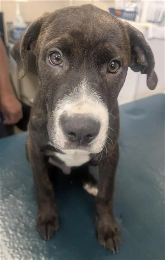 A baby small-sized male Plott Hound dog named Brawney for adoption in Mobile, AL