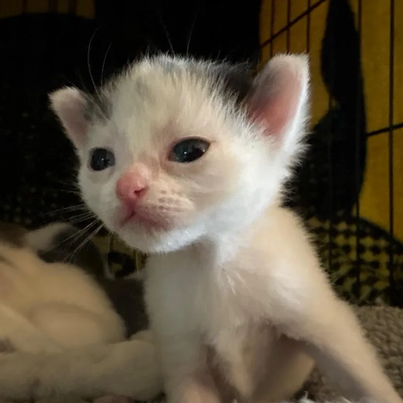 A baby small-sized female White Domestic Short Hair cat named Beignet for adoption in Johnstown, PA