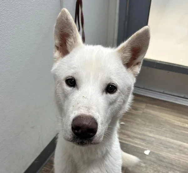 An adult medium-sized male Siberian Husky dog named Ricola for adoption in San Diego, CA