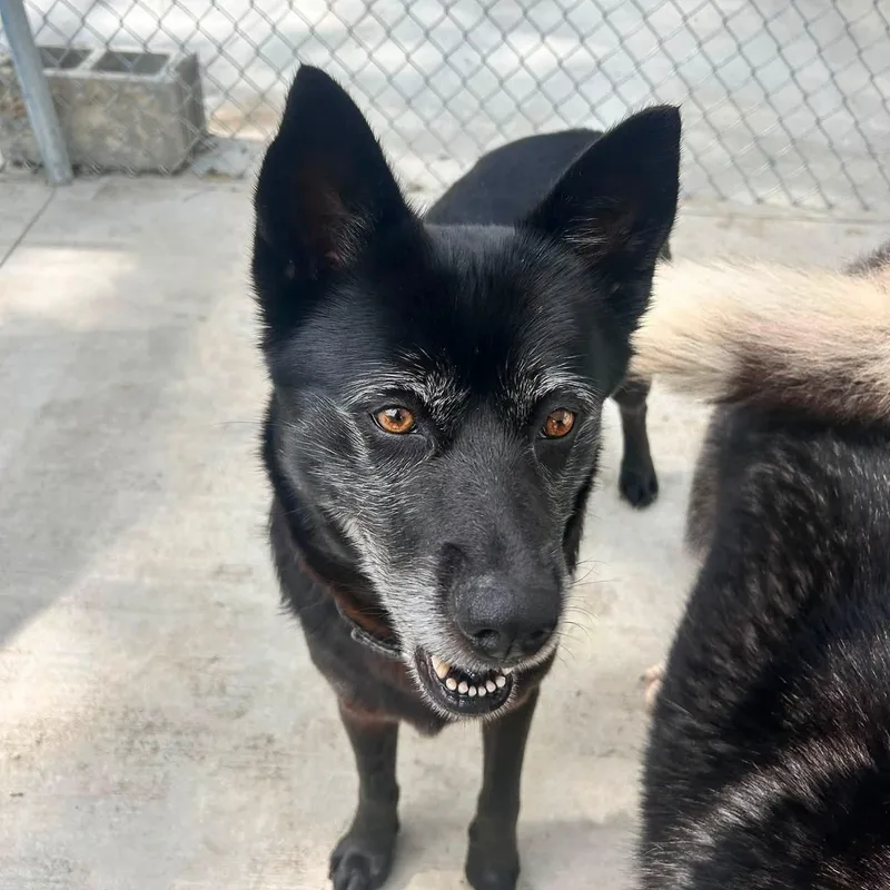 An adult medium-sized female Black Mixed Breed dog named Letha for adoption in Warren, OH