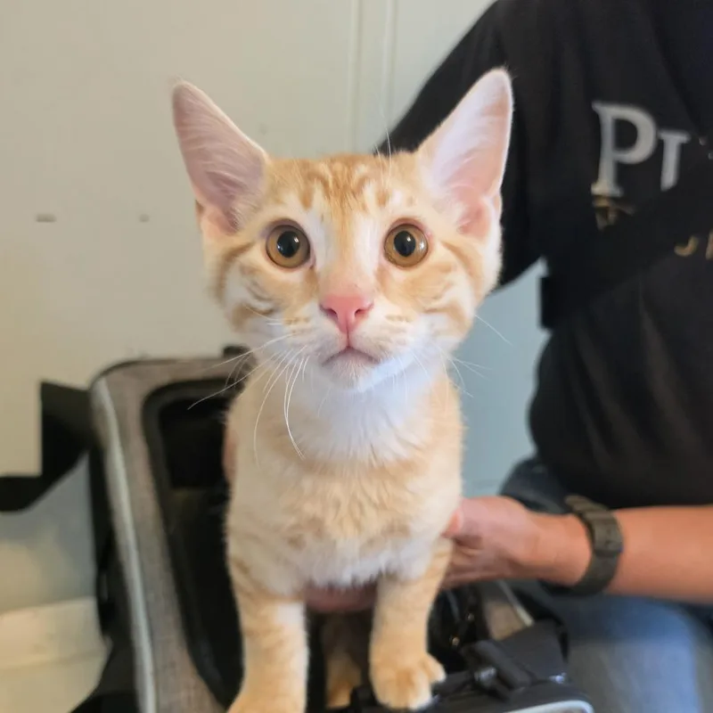 A baby small-sized male Orange / Red Domestic Short Hair cat named Arlo for adoption in Troy, IL