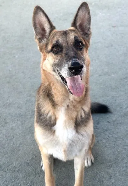 A senior large-sized female German Shepherd Dog dog named Sweetie for adoption in Fresno, CA