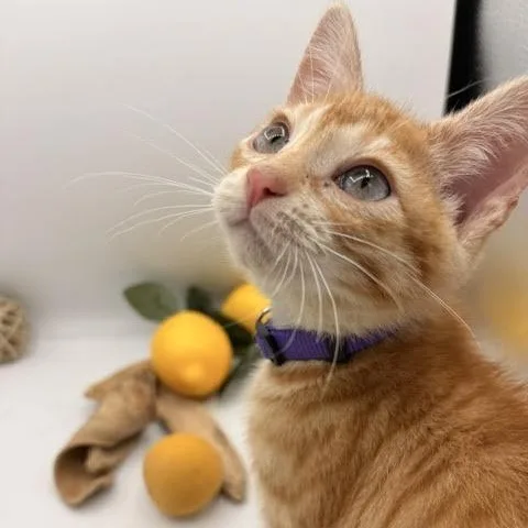 A baby medium-sized male Orange & White Domestic Short Hair cat named Chester for adoption in Springfield, MO