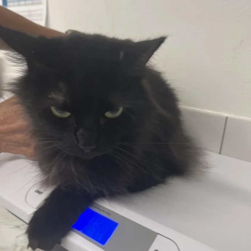 David