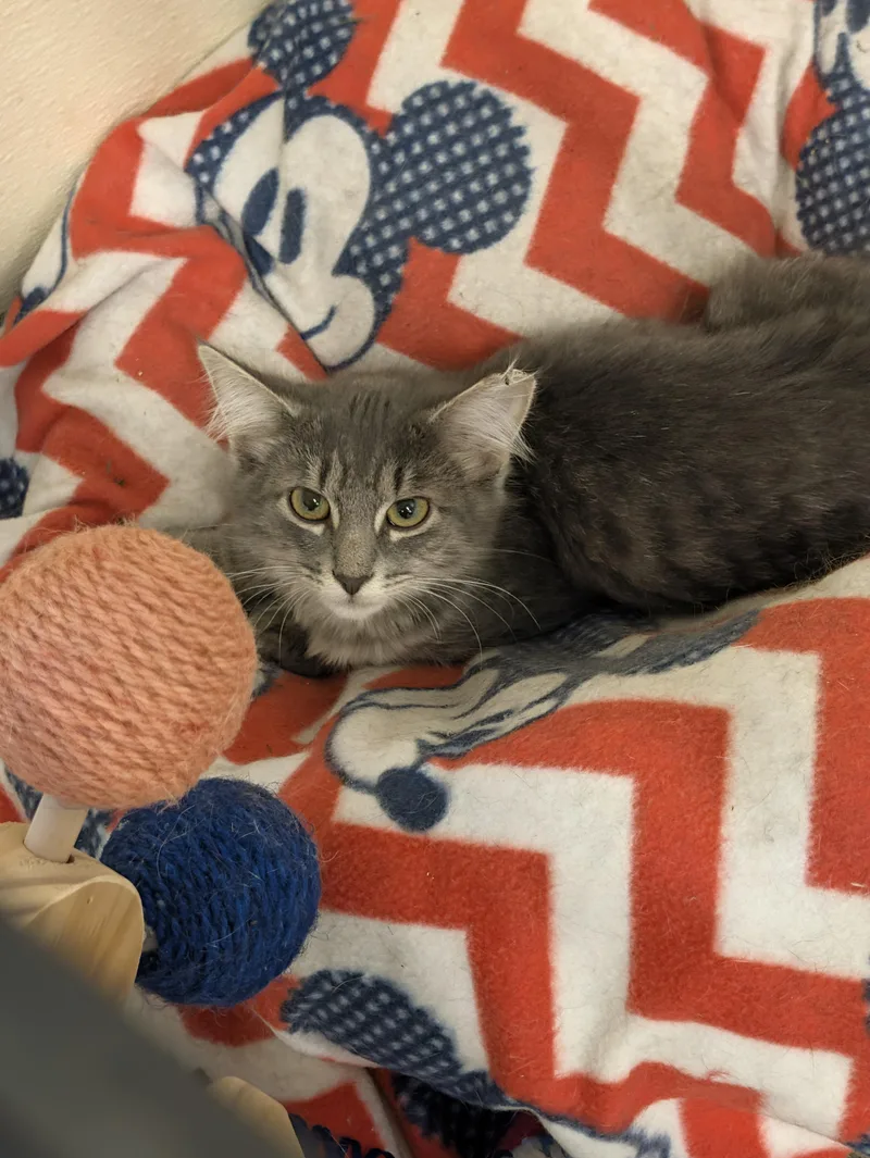 A baby small-sized female Domestic Medium Hair cat named Keelie for adoption in Somerset, PA