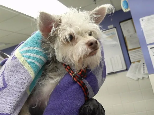 An adult small-sized female Yorkshire Terrier dog named Lita for adoption in Omaha, NE