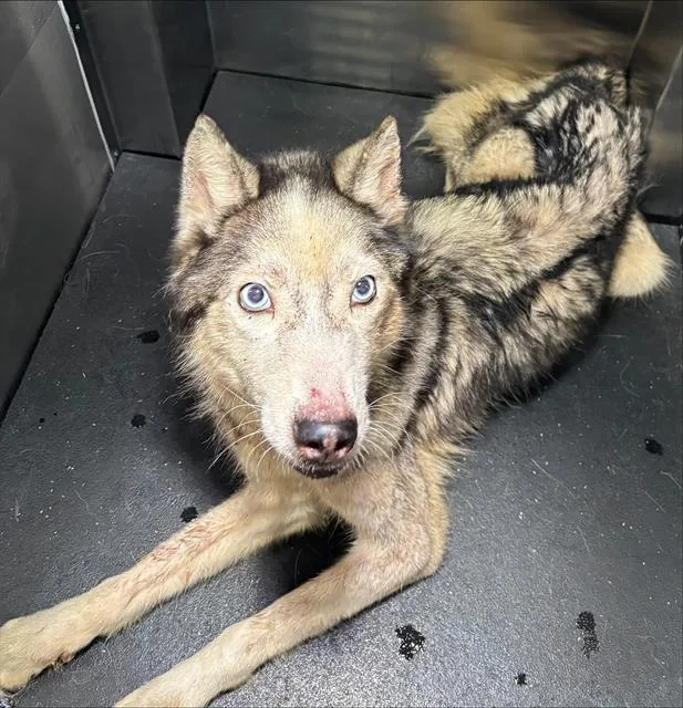 An adult medium-sized female Siberian Husky dog named Suzy Slim for adoption in Grand Prairie, TX