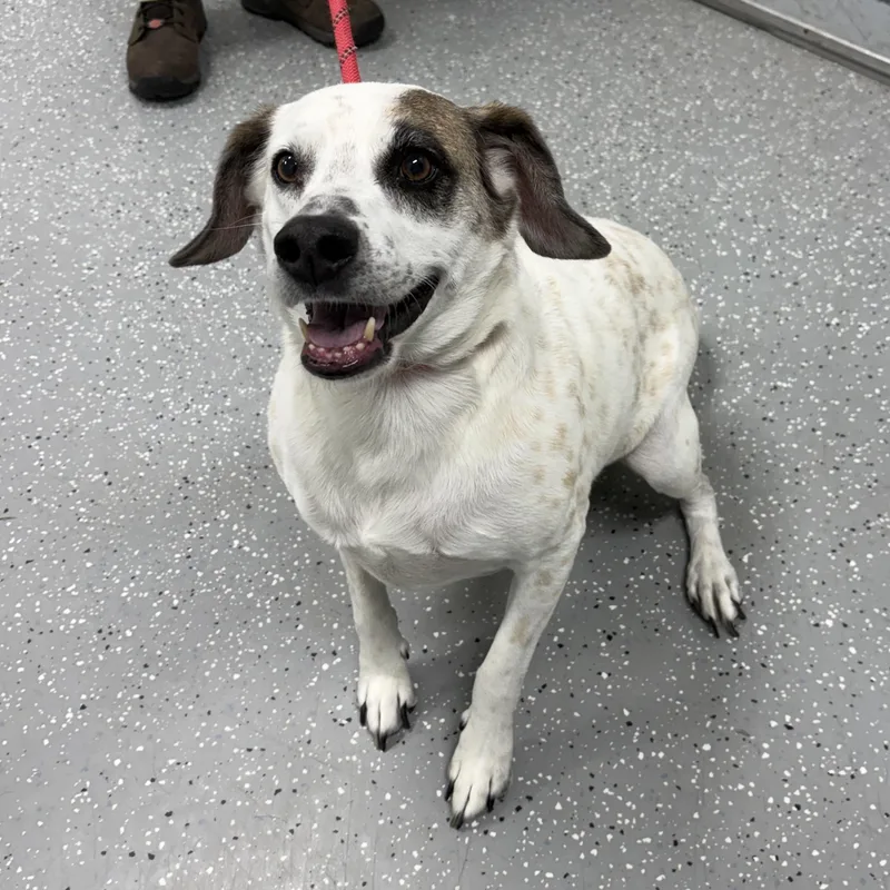 An adult medium-sized male Beagle dog named Ranger for adoption in Bardstown, KY