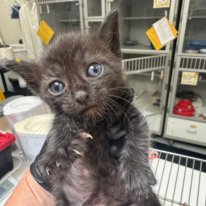 A baby small-sized female Black Domestic Short Hair cat named Wiggles McGee for adoption in Grantsville, UT