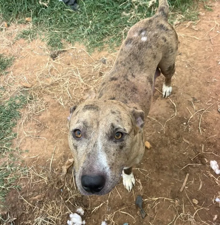 An adult medium-sized female Brindle Catahoula Leopard Dog dog named Paisley for adoption in Paradise, TX