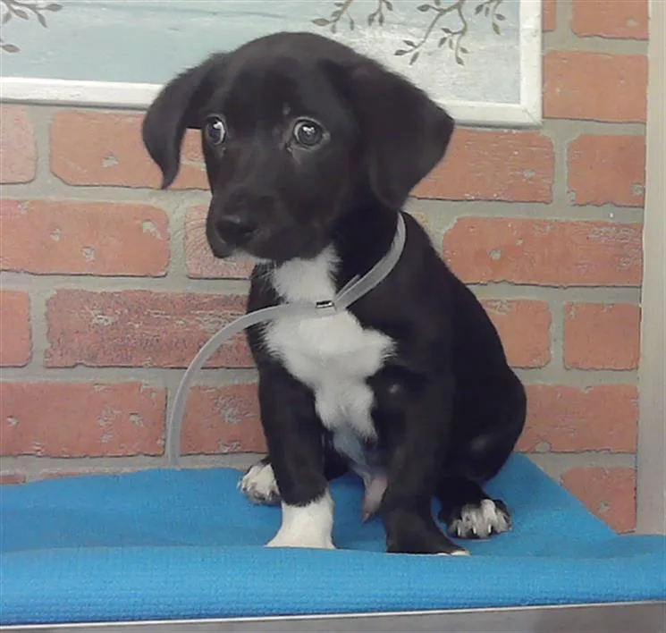 A baby small-sized male Labrador Retriever dog named A for adoption in Houston, TX
