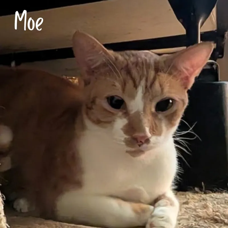 An adult medium-sized male Orange & White Domestic Short Hair cat named Moe for adoption in Janesville, WI