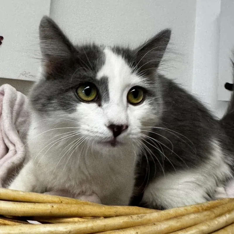 A baby medium-sized female White Domestic Medium Hair cat named Autumn for adoption in Henderson, NV