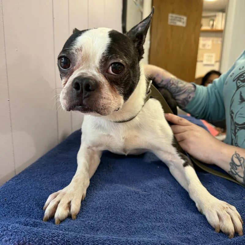 A senior small-sized male Black Boston Terrier dog named Tim for adoption in Madison, WI
