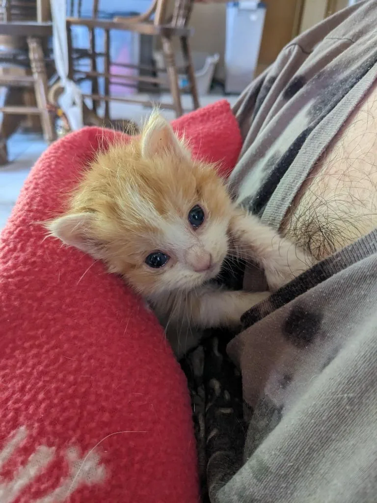 A baby medium-sized male Domestic Medium Hair cat named Toby for adoption in Salt Lake City, UT