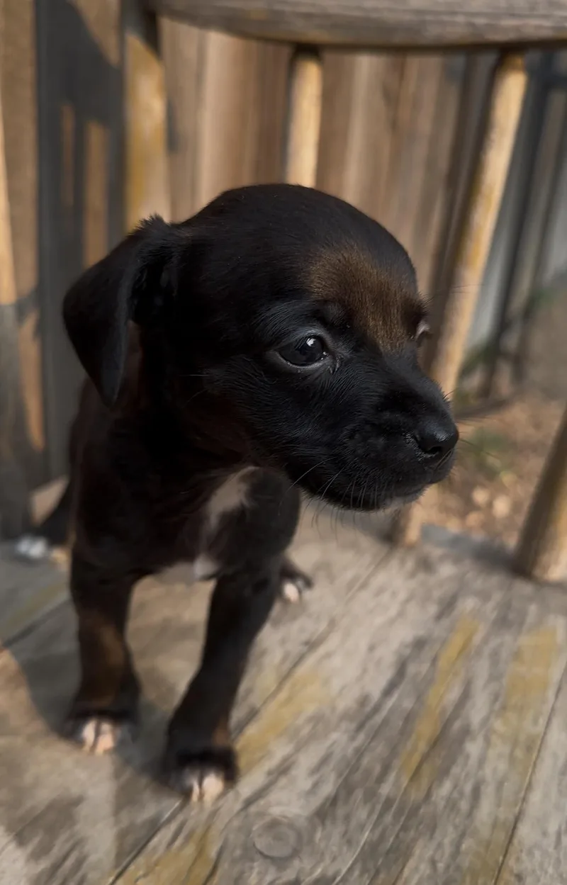 A baby small-sized male Chihuahua dog named Bulova for adoption in Windsor, CO