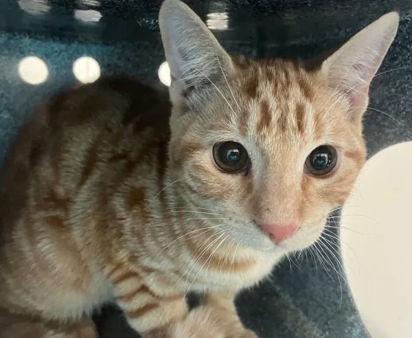 A young small-sized male Domestic Short Hair cat named Chowder for adoption in Staten Island, NY