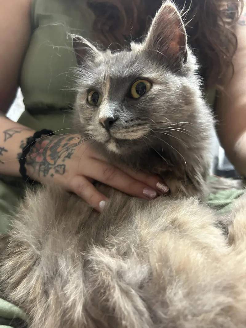 A young medium-sized female Dilute Tortoiseshell Domestic Medium Hair cat named Dove for adoption in Columbia, SC