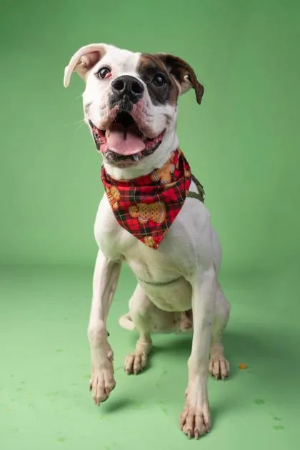 An adult large-sized male Boxer dog named Crew for adoption in Atlanta, GA
