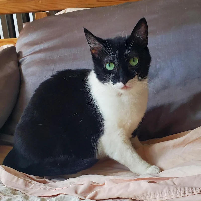 A young medium-sized female Black & White / Tuxedo Domestic Short Hair cat named Cleo for adoption in Chicago, IL