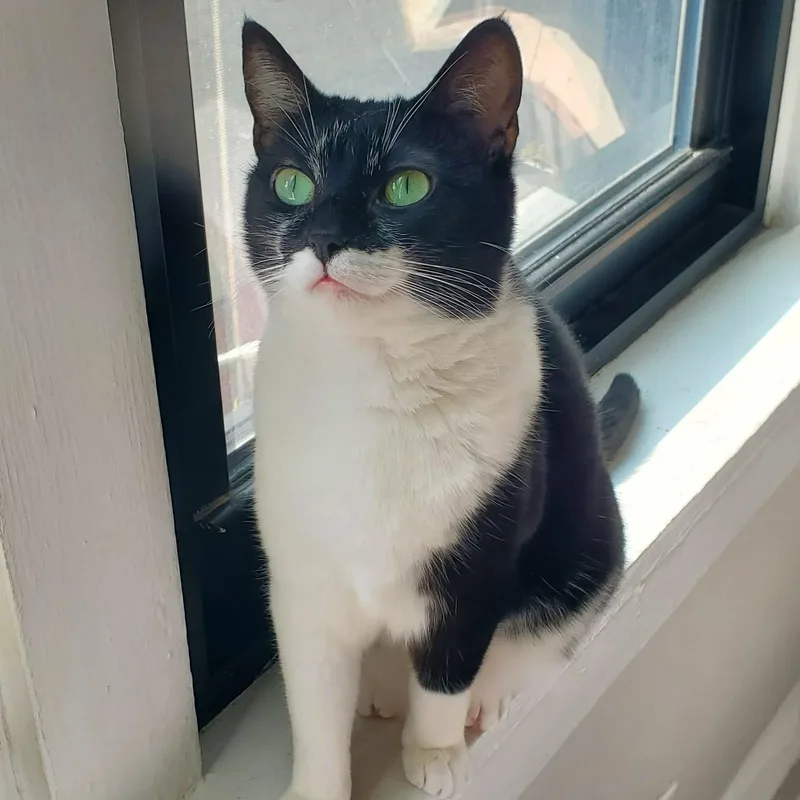 Cleo thumbnail 3