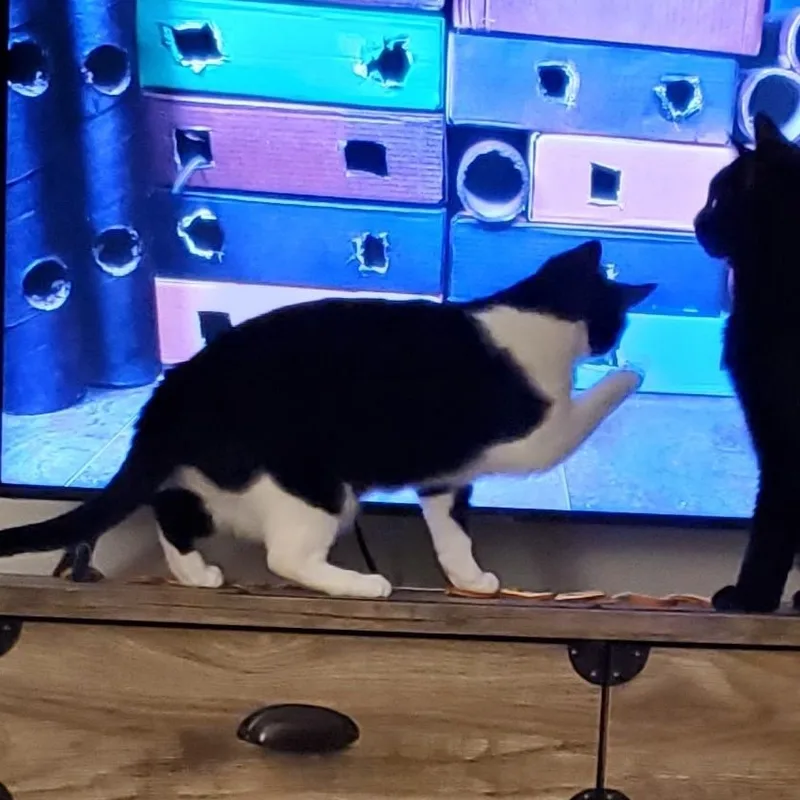 Cleo thumbnail 4